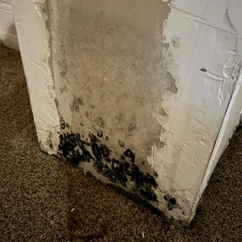 Professional Mold Removal in Virginia City, NV